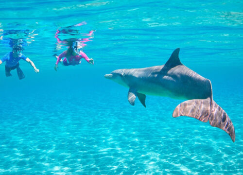 Snorkeling To The Dolphin House