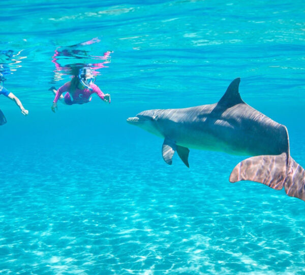 Snorkeling To The Dolphin House